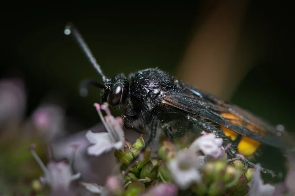 Escolia Hirta Hymenoptera Scoliidae Sentado Una Flor Blanca Día Soleado —  Fotos de Stock