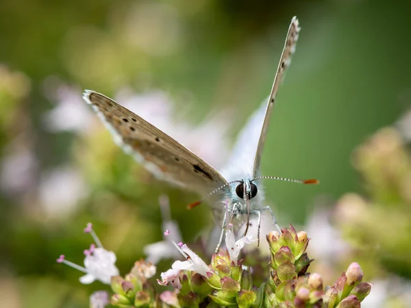 Wspólny Niebieski Motyl Polyommatus Icarus Lycaenidae Siedzący Kwiecie Słoneczny Dzień — Zdjęcie stockowe