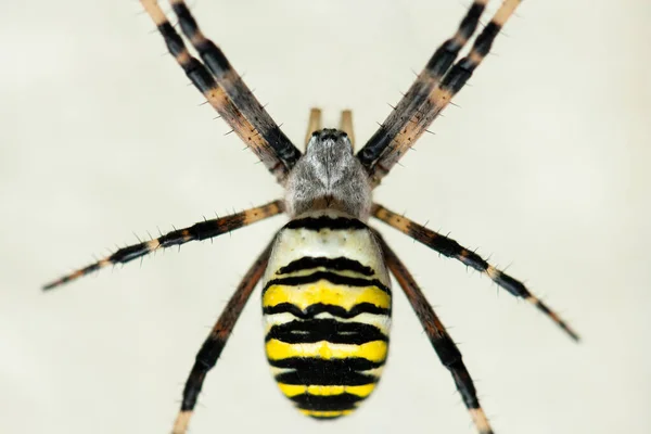 一只大黄蜂蜘蛛 Argiope Bruennichi 坐在网上 奥地利维也纳 — 图库照片