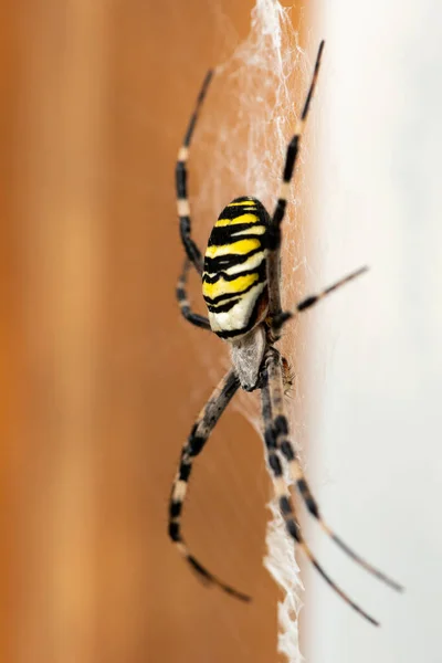 Μια Μεγάλη Αράχνη Σφήκα Argiope Bruennichi Κάθεται Στο Διαδίκτυο Βιέννη — Φωτογραφία Αρχείου
