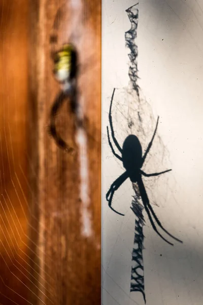 Σκιά Μιας Μεγάλης Σφήκας Αράχνης Argiope Bruennichi Που Κάθεται Στο — Φωτογραφία Αρχείου