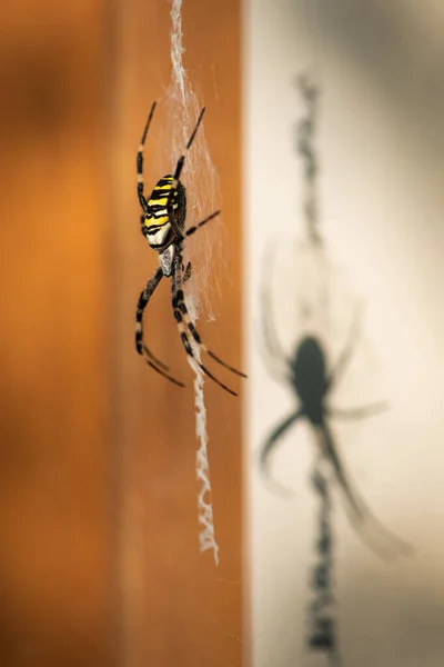 Μια Μεγάλη Αράχνη Σφήκα Argiope Bruennichi Κάθεται Στο Διαδίκτυο Βιέννη — Φωτογραφία Αρχείου