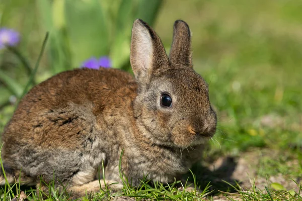 Very Young Rabbit Sitting Grass Sunny Day Spring — Stock Photo, Image