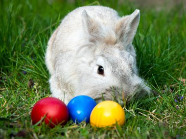 Beyaz cüce tavşan ve üç Paskalya yumurtası (kırmızı, sarı), ilkbaharda güneşli bir akşam.