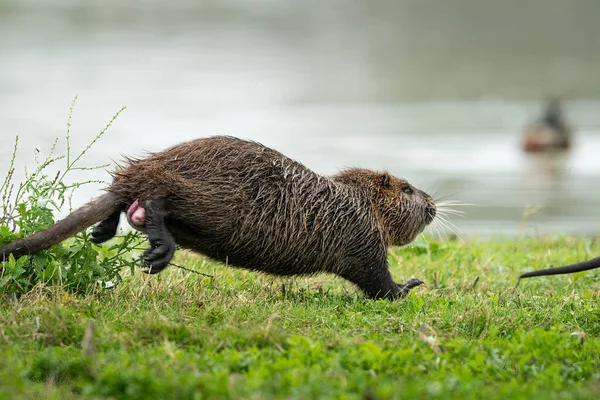 Nutrie Myocastor Coypus Tekoucí Blízko Vody Hledá Potravu Grado Itálie — Stock fotografie