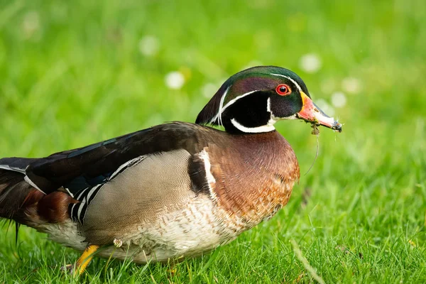 Anatra Legno Che Cammina Prato Parco — Foto Stock