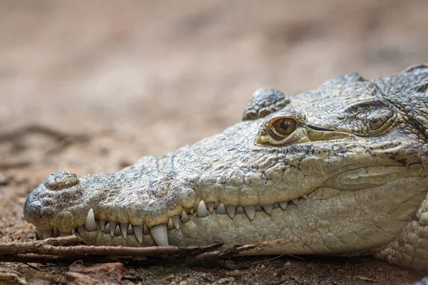 Egy Mexikói Krokodil Crocodylus Moreletii Portréja Egy Állatkertben — Stock Fotó