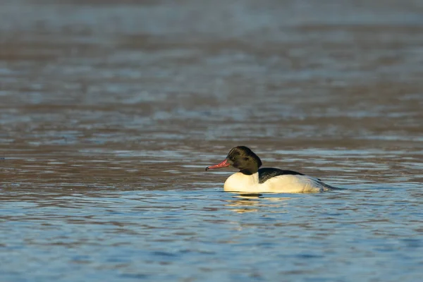 Merganser Común Nadando Estanque Día Soleado Invierno Viena Austria —  Fotos de Stock