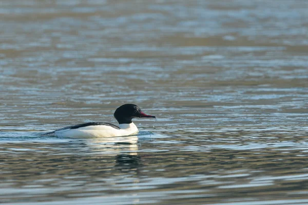 Ein Gemeinsamer Merganser Schwimmt Auf Einem Teich Sonniger Tag Winter — Stockfoto