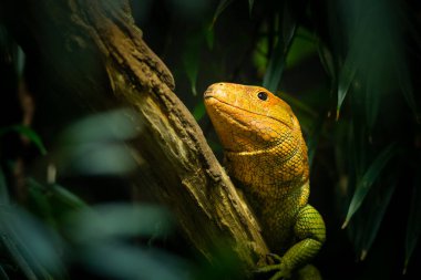 Kuzeyli bir kayman kertenkelesi (Dracaena guianensis) hayvanat bahçesinde bir dalda oturuyor.