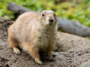 Kara kuyruklu çayır köpeği (Cynomys ludovicianus) yuvasının yanında, yazın bir hayvanat bahçesinde bulutlu bir gün