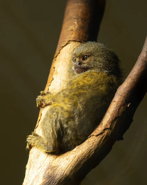 Ένα Χαριτωμένο Μικρό Pygmy Marmoset Cebuella Pygmaea Κάθεται Ένα Δέντρο — Φωτογραφία Αρχείου