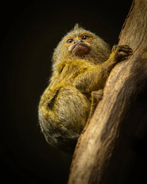 Śliczny Mały Marmoset Pigmejski Cebuella Pygmaea Siedzący Drzewie Ciemne Tło — Zdjęcie stockowe