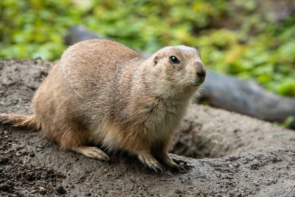 Черный Хвост Степной Собаки Cynomys Ludovicianus Рядом Своей Норой Облачный — стоковое фото