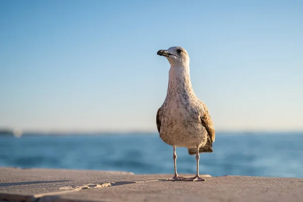 Une Mouette Immature Debout Sur Quai Journée Ensoleillée Venise Italie — Photo