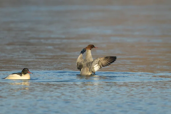 Grupo Merganser Comum Nadando Lago Dia Ensolarado Inverno Viena Áustria — Fotografia de Stock