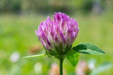 Yazın bulutlu bir günde kızıl bir yonca (trifolium pratense).