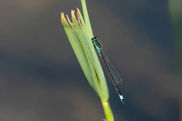 Una Damisela Cola Azul Común Ischnura Elegans Descansando Día Soleado —  Fotos de Stock