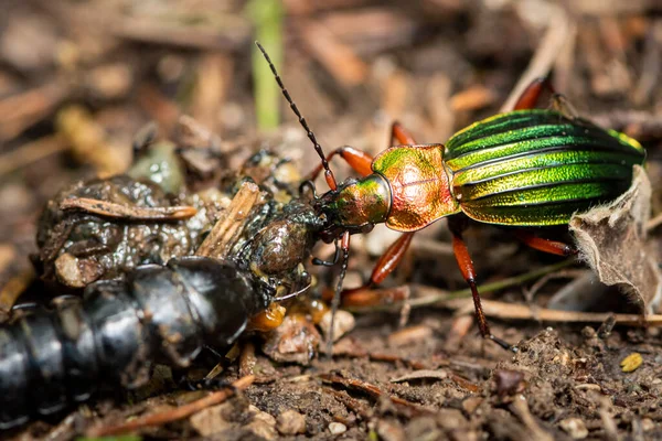 Fechar Escaravelho Carabus Auronitems Uma Larva Escaravelho Chão Comer Caracol — Fotografia de Stock