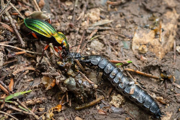 Carabus Auronitens Böceği Karabid Larvası Ormanda Salyangoz Yiyor — Stok fotoğraf