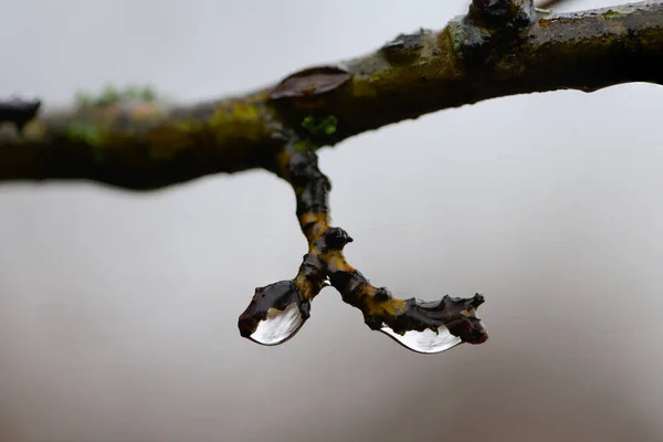 在寒冷多云的冬季 小枝上的水滴 — 图库照片