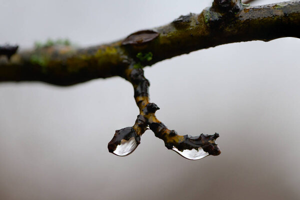 Waterdrops on a small twig on a cold, cloudy day in winter