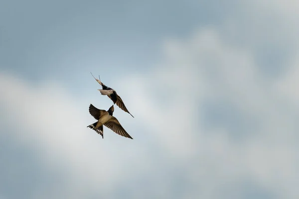 Deux Hirondelles Rustiques Nourrissant Plein Air Ciel Nuageux Été Sur — Photo