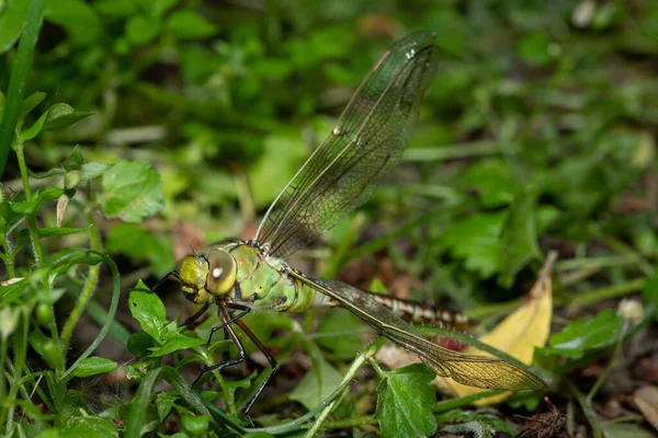 Empereur Libellule Anax Imperator Reposant Dans Prairie — Photo