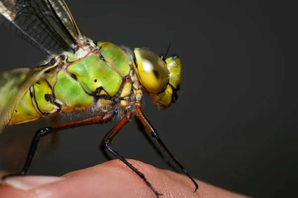 Retrato Uma Libélula Imperador Anax Imperator Sentado Dedo — Fotografia de Stock