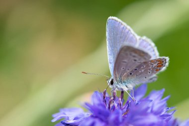 Mavi bir kelebek (Polyommatus icarus) mavi bir çiçek (Centaurea cyanus) ile beslenir.)
