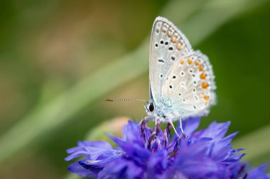 Mavi bir kelebek (Polyommatus icarus) mavi bir çiçek (Centaurea cyanus) ile beslenir.)