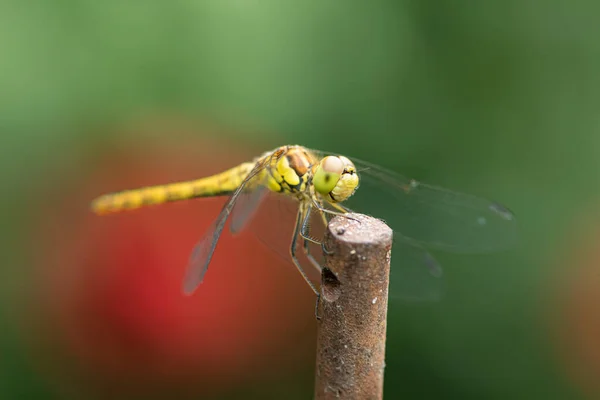 Uma Libélula Mais Escura Comum Sympetrum Striolatum Descansando Pedaço Metal — Fotografia de Stock