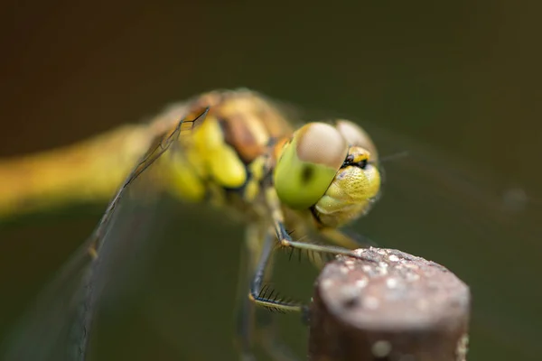 Sıradan Bir Yusufçuk Sympetrum Striolatum Bir Metal Parçasının Üzerinde Dinlenir — Stok fotoğraf