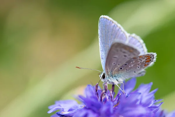 Motyl Błękitny Polyommatus Icarus Żywiący Się Bławatkiem Centaurea Cyanus — Zdjęcie stockowe