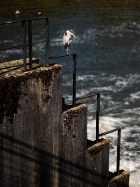 Nehir kenarındaki korkulukta dinlenen gri balıkçıl, Nancy (Fransa), yazın güneşli bir gün.