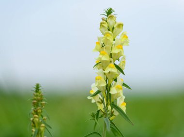 Yazın bulutlu bir günde yaygın bir mantar (Linaria, vulgaris), arka planda yeşil çayır