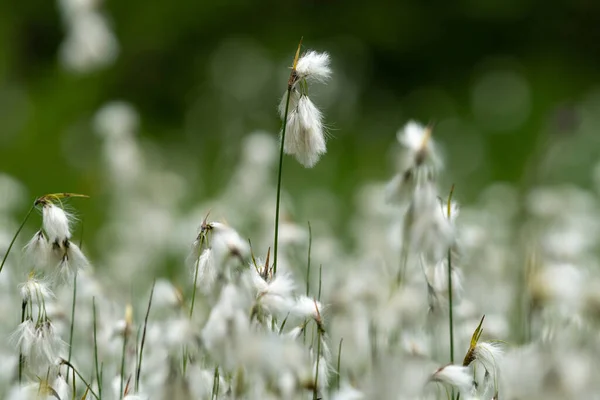 Hierba Algodón Con Flores Eriophorum Día Nublado Verano Los Alpes — Foto de Stock