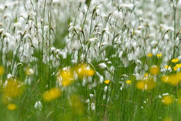 Hierba Algodón Con Flores Eriophorum Día Nublado Verano Los Alpes —  Fotos de Stock