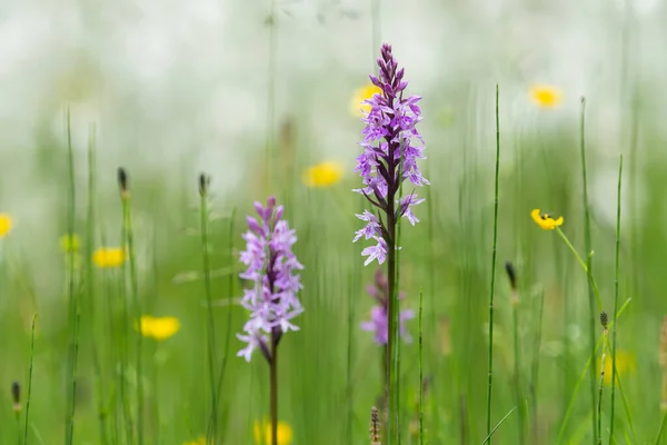 Flowering Moorland Spotted Orchid Dactylorhiza Maculata Front Cottongrass Eriophorum Cloudy — Stock Photo, Image