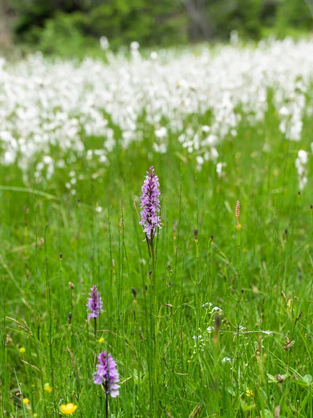 Flowering Moorland Spotted Orchid Dactylorhiza Maculata Front Cottongrass Eriophorum Cloudy — Stock Photo, Image