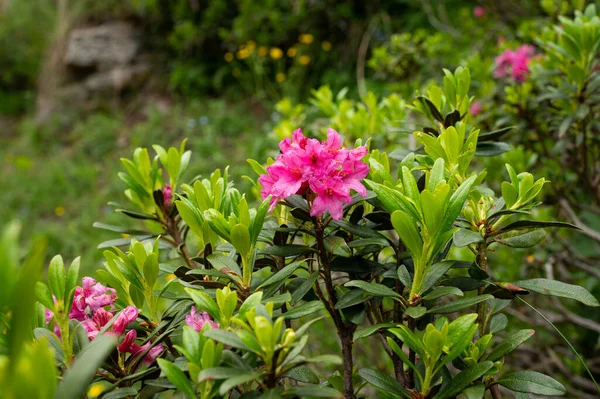 Kwitnący Zardzewiały Alpejczyk Liściasty Rhododendron Ferrugineum Austriackich Alpach Słoneczny Dzień — Zdjęcie stockowe