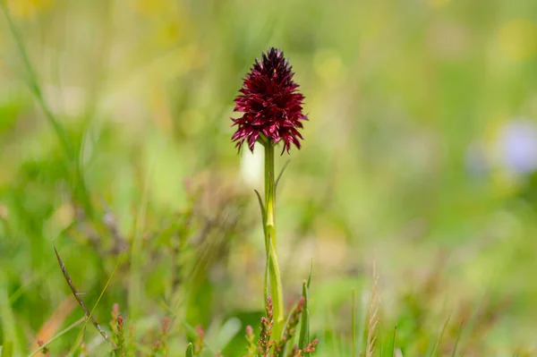 Detailní Záběr Orchideje Nigritella Slunečného Letního Dne Louka Rakouských Alpách — Stock fotografie