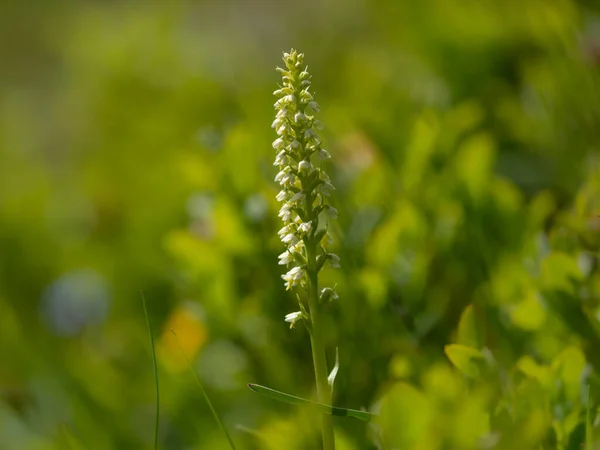 Detailní Záběr Orchideje Pseudorchis Albida Slunečného Letního Dne Rakouských Alpách — Stock fotografie
