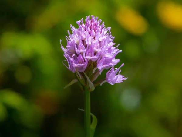 Detailní Záběr Orchideje Traunsteinera Globosa Slunný Letní Den Rakouských Alpách — Stock fotografie