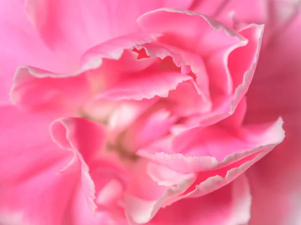 Nahaufnahme Einer Schönen Rosa Weißen Sprühnelke — Stockfoto