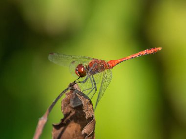 Rengarenk kırmızı bir yusufçuk (Sympetrum sanguineum) dinleniyor, güneşli bir yaz günü, Viyana (Avusturya))