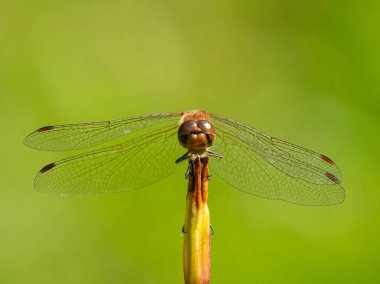 Güneşte dinlenen sıradan bir yusufçuk (Sympetrum striolatum), yazın güneşli bir gün, Viyana (Avusturya))