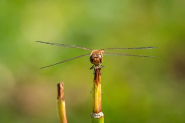 Güneşte dinlenen sıradan bir yusufçuk (Sympetrum striolatum), yazın güneşli bir gün, Viyana (Avusturya))