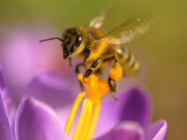 Mor bir kır çiçeğiyle beslenen bir bal arısı. Baharın güneşli bir günü.