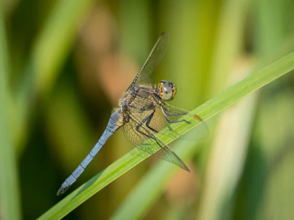 Μια Keeled Skimmer Dragonfly Orthetrum Compuulescens Που Κάθεται Καλάμι Ηλιόλουστη — Φωτογραφία Αρχείου